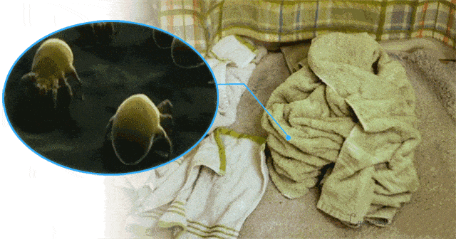 只洗床单不做这件事,你的床永远是脏的 只洗床单不做这件事,你的床永远是脏的