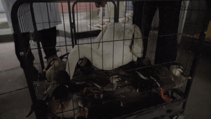 在杭州湾湿地非法狩猎！4人被现场抓获