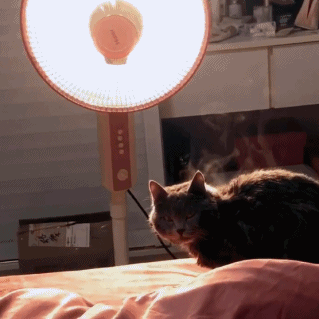 给“喵主子”送温暖，结果变成“烤猫”事件！