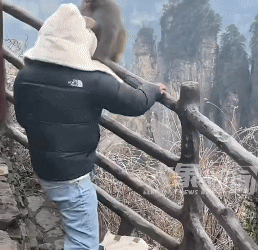 猴子抢包，遭游客"胖揍"！景区回应→