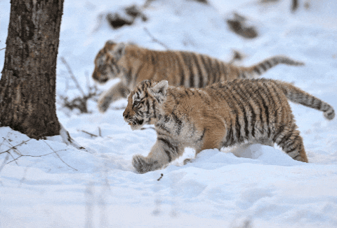 长白山“三胞胎”虎仔宝宝“出山”啦！