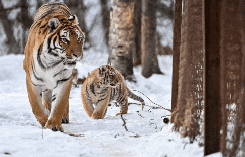 长白山“三胞胎”虎仔宝宝“出山”啦！