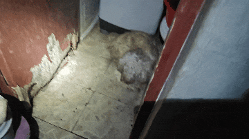 @爱狗人士：家中起火一片狼藉！9只“汪星人”何去何从？