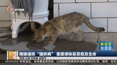 吸猫撸猫一时爽!有人却感染了危及生命的病...... 吸猫撸猫一时爽!有人却感染了危及生命的病......