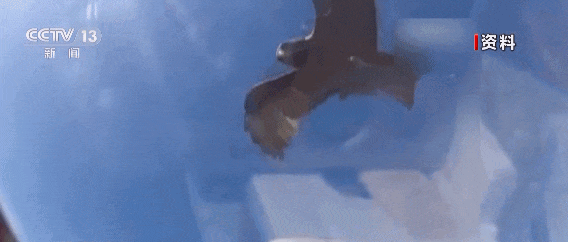 一民航飞机遭鸟撞后返航,鸟撞飞机有多可怕? 一民航飞机遭鸟撞后返航,鸟撞飞机有多可怕?