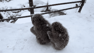泡温泉、玩手机,日本雪猴是如何过上这么惬意的冬季生活? 泡温泉、玩手机,日本雪猴是如何过上这么惬意的冬季生活?