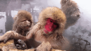 泡温泉、玩手机,日本雪猴是如何过上这么惬意的冬季生活? 泡温泉、玩手机,日本雪猴是如何过上这么惬意的冬季生活?