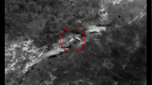 黄牛失控横冲直撞!警方无人机追踪,果断击毙 黄牛失控横冲直撞!警方无人机追踪,果断击毙