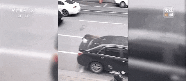 深圳梧桐山野猪一家7口在线讨食,景区:别靠近、别投喂! 深圳梧桐山野猪一家7口在线讨食,景区:别靠近、别投喂!