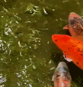 "猪鲤"要减肥!知名景区设锦鲤减肥中心... "猪鲤"要减肥!知名景区设锦鲤减肥中心...