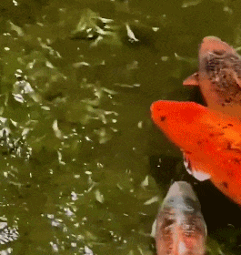 “趵突泉锦鲤要减肥”冲上热搜!方案公布→网友:还是要管住嘴啊 “趵突泉锦鲤要减肥”冲上热搜!方案公布→网友:还是要管住嘴啊