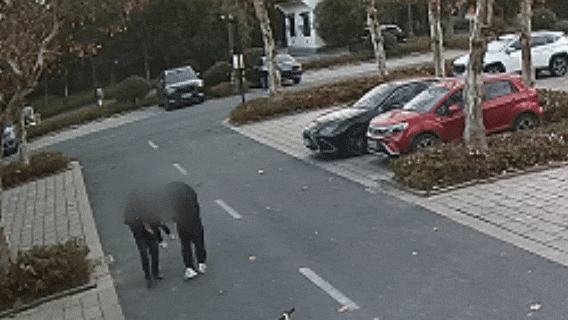 杭州小伙刚领完证,回家路上……新娘:嫁对人了🥰 杭州小伙刚领完证,回家路上……新娘:嫁对人了🥰