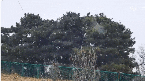 来了！来了！郑州下雪了！