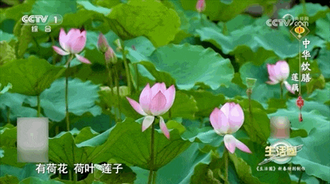 春节假期,如何调节肠胃、养肺润肺?快来试试全身都是宝的它→ 春节假期,如何调节肠胃、养肺润肺?快来试试全身都是宝的它→