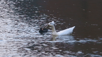“鸡同鸭桨”！快看玄武湖上，这是什么造型啊？