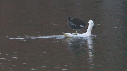 “鸡同鸭桨”！快看玄武湖上，这是什么造型啊？