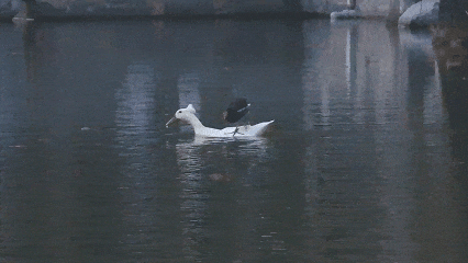 “鸡同鸭桨”！快看玄武湖上，这是什么造型啊？