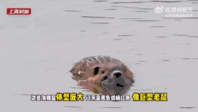 鼠鼠爆火出圈，上海多地惊现“同款”！紧急提醒：千万别碰，最严重可致死