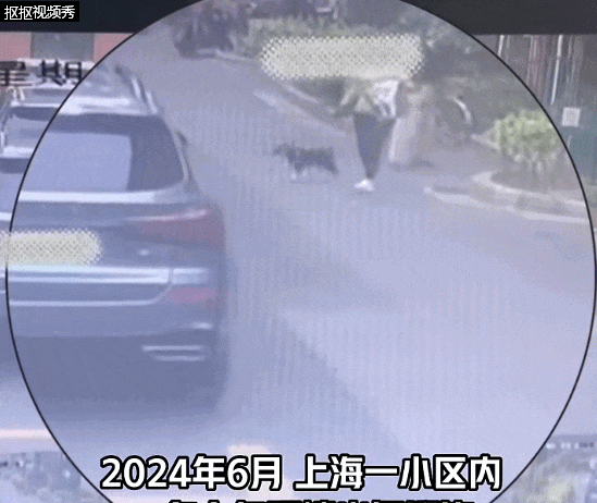 狗往车胎上撒尿!沪一阿姨遛狗遭车主殴打…法院这样判 狗往车胎上撒尿!沪一阿姨遛狗遭车主殴打…法院这样判
