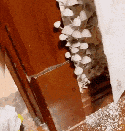 回南天，霉菌大爆发！这五类人群务必高度警惕！！