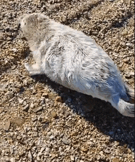 是谁家的“小萌兽”在冰面上emo啦？