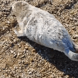 是谁家的“小萌兽”在冰面上emo啦？