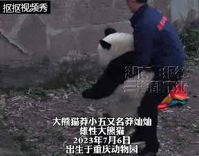 “莽灿灿"双腿无法站立？官方通报