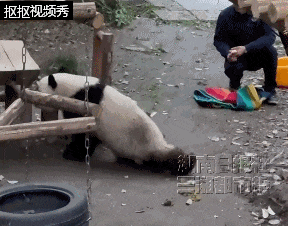 “莽灿灿"双腿无法站立？官方通报