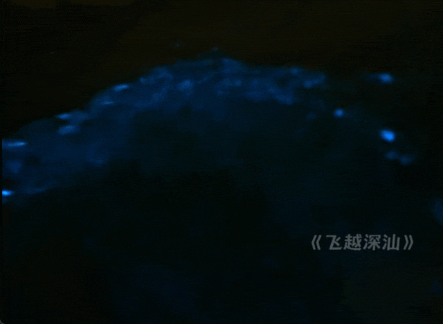 广东一地惊现“蓝眼泪”奇观!网友直呼:太梦幻 广东一地惊现“蓝眼泪”奇观!网友直呼:太梦幻