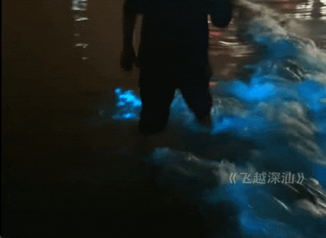 太美了！广东一地惊现“蓝眼泪”！