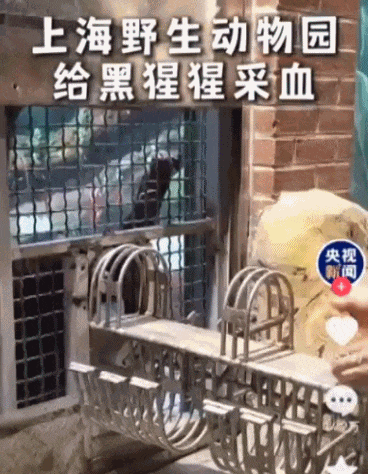 上海2岁"童星"乖巧出圈！网友喊话"换孩子"，监护人回应