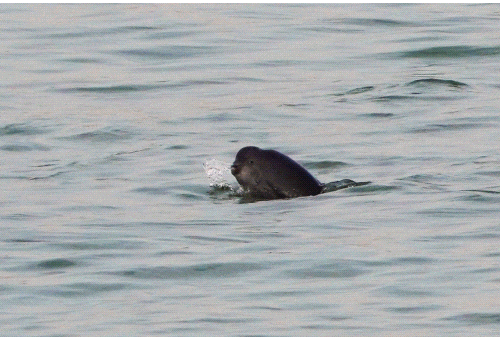 南京将直冲23°C！“顶流”营业中