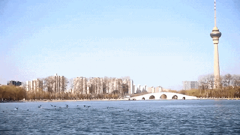 玉渊潭公园樱花季时间定了! 玉渊潭公园樱花季时间定了!