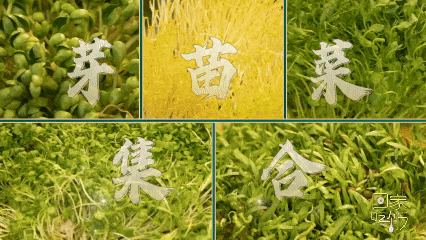 抓住春天的“鲜”机!这些养颜排毒“神菜”你吃了吗? 抓住春天的“鲜”机!这些养颜排毒“神菜”你吃了吗?