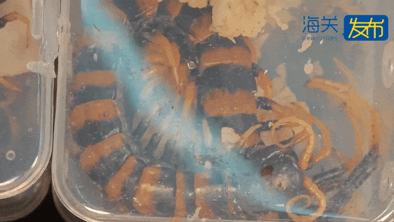 事发上海浦东机场! 可怕! 36个全是活的,且凶猛…网友:要干嘛? 事发上海浦东机场! 可怕! 36个全是活的,且凶猛…网友:要干嘛?