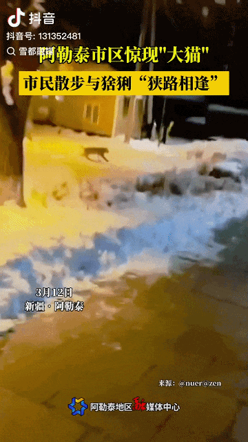 阿勒泰市区惊现“大猫”！