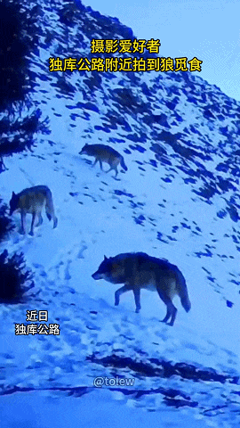 阿勒泰市区惊现“大猫”！