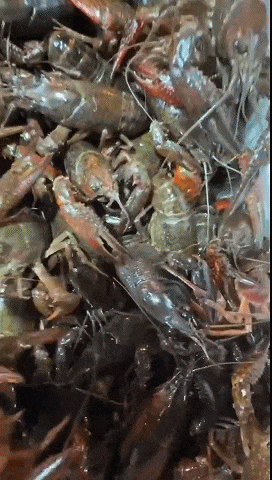 贵的65元/斤!很多浙江人爱吃,即将大量上市!有老板一天卖1000斤...... 贵的65元/斤!很多浙江人爱吃,即将大量上市!有老板一天卖1000斤......