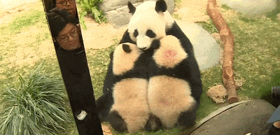 香港大熊猫母子同场卖萌,网友:这才是顶流组合! 香港大熊猫母子同场卖萌,网友:这才是顶流组合!