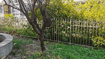 老婆被蜜蜂蜇伤!次日报警人求助“蓝朋友”排隐患 老婆被蜜蜂蜇伤!次日报警人求助“蓝朋友”排隐患