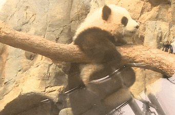 香港大熊猫母子同场卖萌,网友:这才是顶流组合! 香港大熊猫母子同场卖萌,网友:这才是顶流组合!