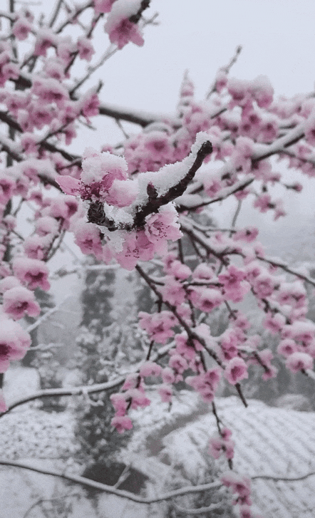 寒潮抵达重庆,一夜“入冬”!雪花春花同框谁更美→ 寒潮抵达重庆,一夜“入冬”!雪花春花同框谁更美→