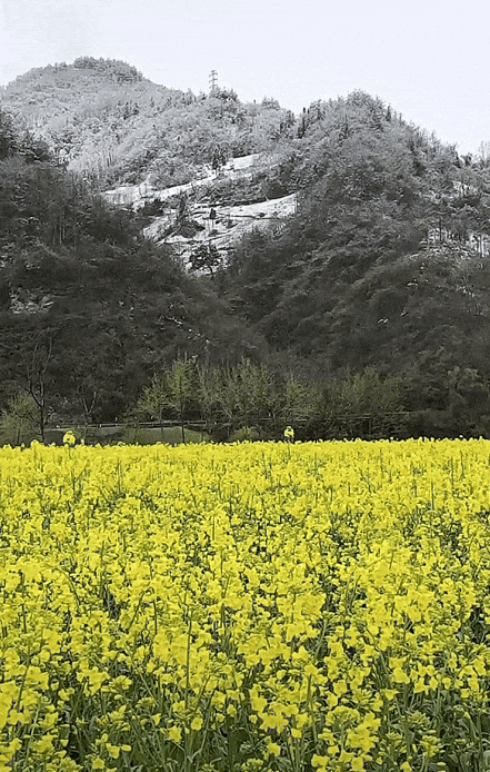 寒潮抵达重庆,一夜“入冬”!雪花春花同框谁更美→ 寒潮抵达重庆,一夜“入冬”!雪花春花同框谁更美→