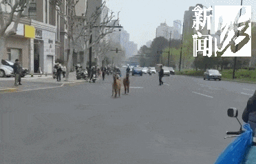 上海中心街头俩羊驼狂奔，特警、市民合力抓……