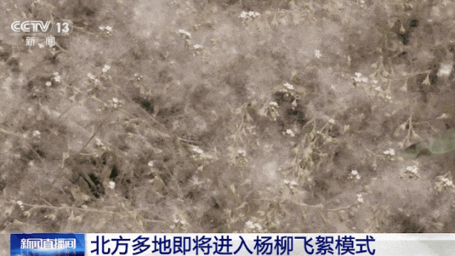 “飞絮”预警! “飞絮”预警!