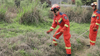 紧急提醒!贵州多地已出没!千万要小心 紧急提醒!贵州多地已出没!千万要小心