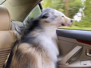 大风继续,具体时间段公布→下周济南气温又要坐“过山车”! 大风继续,具体时间段公布→下周济南气温又要坐“过山车”!