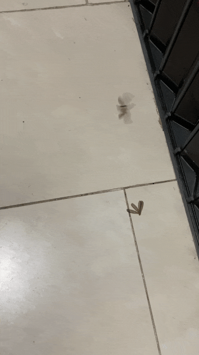 头皮发麻！又出现了！厦门人赶紧关窗！