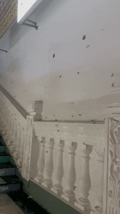 头皮发麻！又出现了！厦门人赶紧关窗！