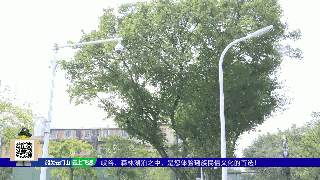 广东一地出现“蚊卷风”!市民:不敢说话,怕飞嘴里…… 广东一地出现“蚊卷风”!市民:不敢说话,怕飞嘴里……